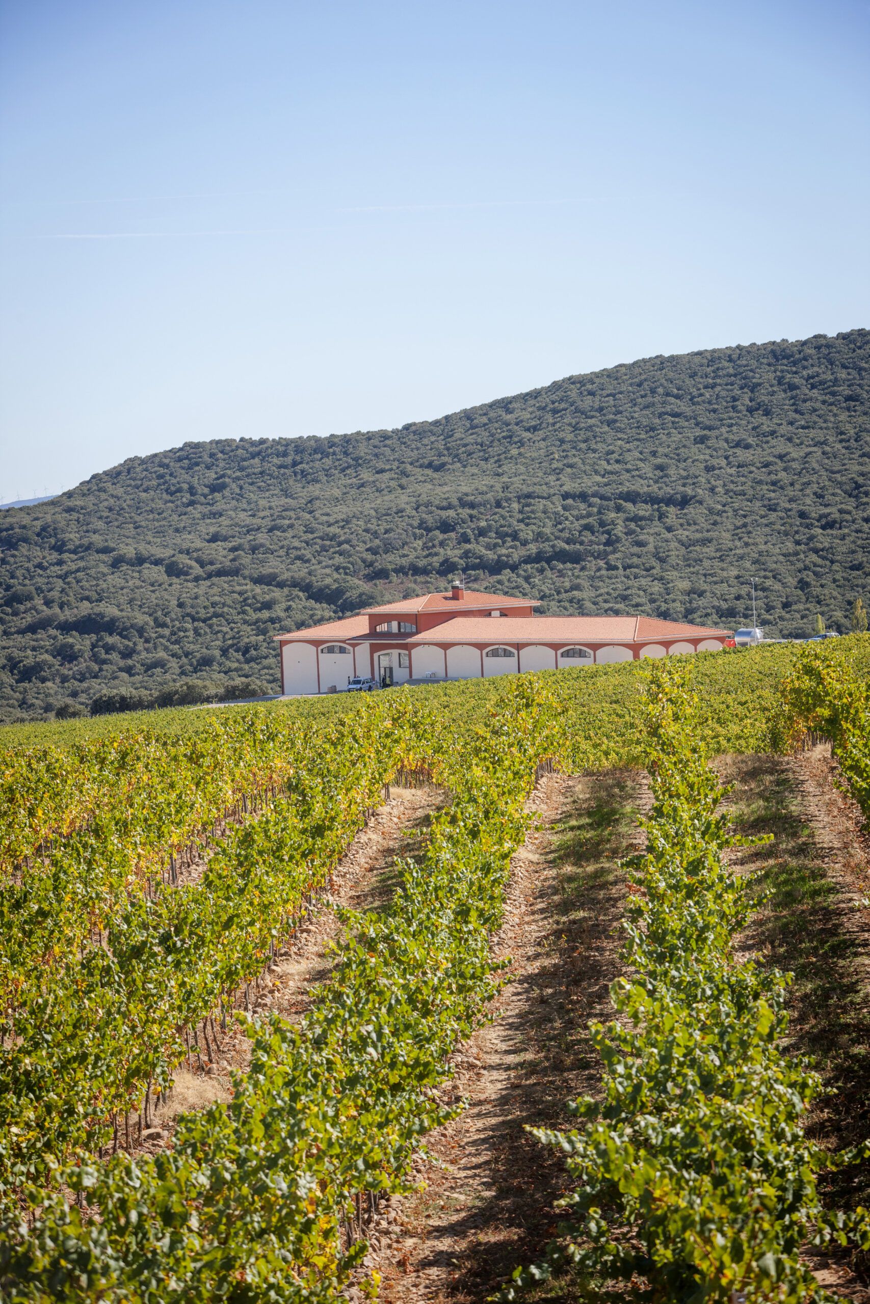 Visitar viñedos de la rioja - El Coto de Rioja